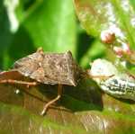 Pentatomidae: Podisius brevispinus